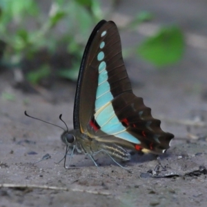 Graphium choredon at Ormiston, QLD - 13 Jan 2024