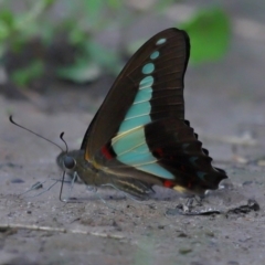 Graphium choredon at Ormiston, QLD - 13 Jan 2024 09:09 AM