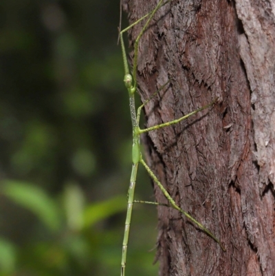 Unverified Stick insect (Phasmatodea) at Capalaba, QLD - 11 Jan 2024 by TimL