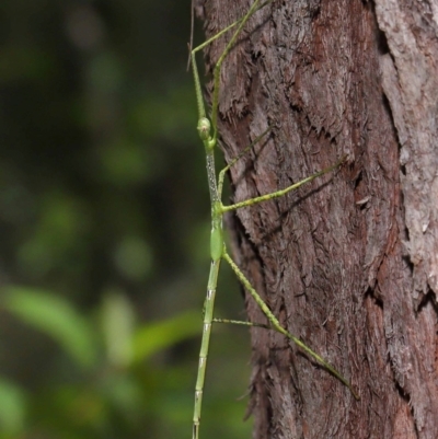 Unidentified Stick insect (Phasmatodea) at Capalaba, QLD - 11 Jan 2024 by TimL