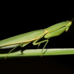 Orthodera ministralis at Wellington Point, QLD - 11 Jan 2024 by TimL