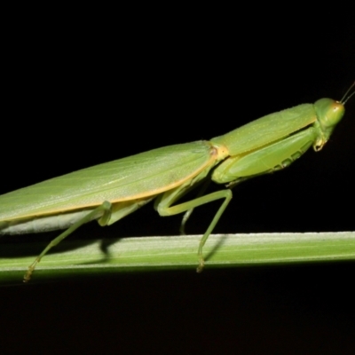 Unidentified Praying mantis (Mantodea) at Wellington Point, QLD - 11 Jan 2024 by TimL