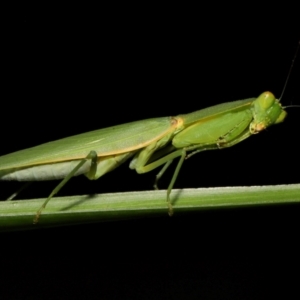 Orthodera gracilis at Wellington Point, QLD - suppressed
