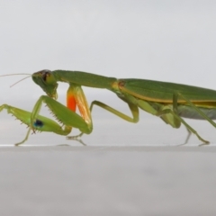 Orthodera gracilis at Wellington Point, QLD - suppressed