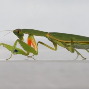 Orthodera gracilis at Wellington Point, QLD - suppressed