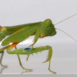 Orthodera gracilis at Wellington Point, QLD - suppressed