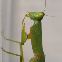 Orthodera gracilis at Wellington Point, QLD - suppressed
