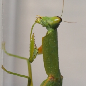 Orthodera gracilis at Wellington Point, QLD - suppressed