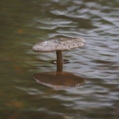 Unidentified Cap on a stem; gills below cap [mushrooms or mushroom-like] at Ormiston, QLD - 12 Jan 2024 by TimL