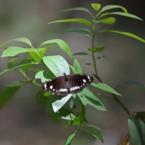 Euploea corinna at Capalaba, QLD - 11 Jan 2024 12:19 PM