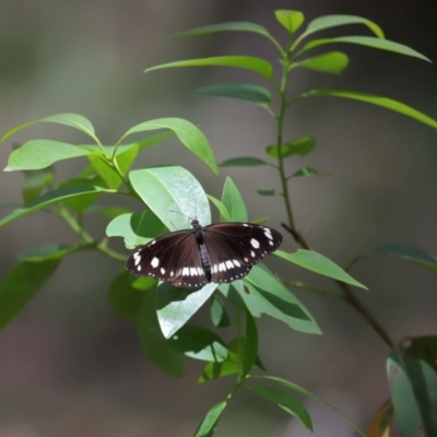 Euploea corinna (Common Crow Butterfly, Oleander Butterfly) at Capalaba, QLD - 11 Jan 2024 by TimL