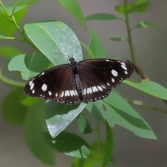 Euploea corinna at Capalaba, QLD - 11 Jan 2024 12:19 PM