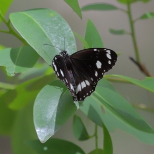 Euploea corinna at Capalaba, QLD - 11 Jan 2024 12:19 PM