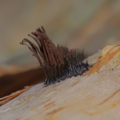 Unidentified Slime Mould (Myxomycetes) at Capalaba, QLD - 11 Jan 2024 by TimL