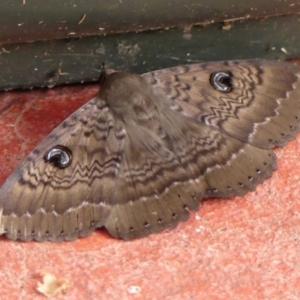 Dasypodia selenophora at Wingecarribee Local Government Area - 14 Jan 2024