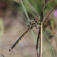 Hemicordulia tau (Tau Emerald) at Lyons, ACT - 25 Nov 2020 by ran452