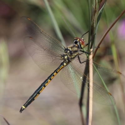 Hemicordulia tau (Tau Emerald) at Lyons, ACT - 25 Nov 2020 by ran452