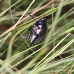 Psaltoda moerens (Redeye cicada) at Lyons, ACT - 27 Nov 2020 by ran452
