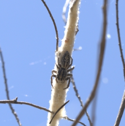 Unidentified Jumping or peacock spider (Salticidae) at Lyons, ACT - 14 Jan 2024 by ran452