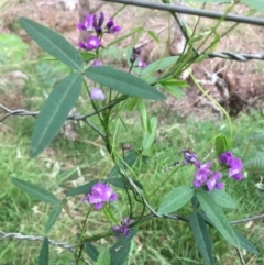 Glycine microphylla (Small-leaf Glycine) at Lower Borough, NSW - 7 Jan 2024 by mcleana