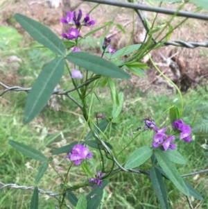 Glycine microphylla at Lower Borough, NSW - 7 Jan 2024 03:41 PM