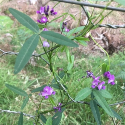 Glycine microphylla (Small-leaf Glycine) at Lower Borough, NSW - 7 Jan 2024 by mcleana