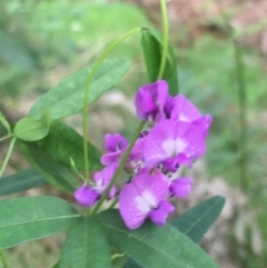 Glycine microphylla at Lower Borough, NSW - 7 Jan 2024