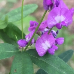 Glycine microphylla at Lower Borough, NSW - 7 Jan 2024 03:41 PM