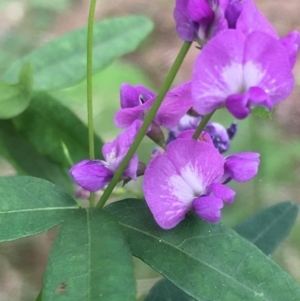 Glycine microphylla at Lower Borough, NSW - 7 Jan 2024 03:41 PM