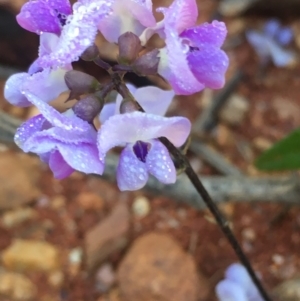 Glycine tabacina at Lower Borough, NSW - 13 Jan 2024