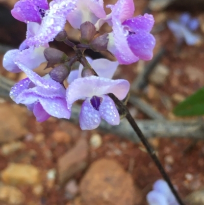 Glycine tabacina (Variable Glycine) at Lower Borough, NSW - 12 Jan 2024 by mcleana