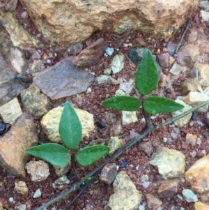 Glycine tabacina at Lower Borough, NSW - 13 Jan 2024 08:18 AM