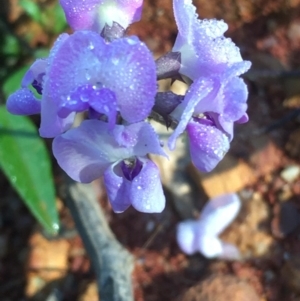 Glycine tabacina at Lower Borough, NSW - 13 Jan 2024 08:18 AM