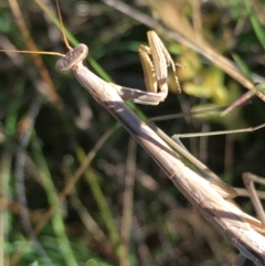 Unidentified Praying mantis (Mantodea) at Lower Borough, NSW - 12 Jan 2024 by mcleana