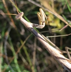 Tenodera australasiae (Purple-winged mantid) at Lower Borough, NSW - 13 Jan 2024 by mcleana