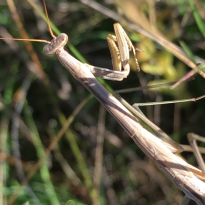 Tenodera australasiae (Purple-winged mantid) at Lower Borough, NSW - 13 Jan 2024 by mcleana
