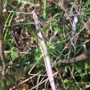 Tenodera australasiae at Lower Borough, NSW - 13 Jan 2024