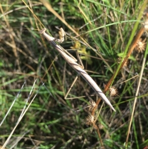 Tenodera australasiae at Lower Borough, NSW - 13 Jan 2024