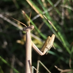 Tenodera australasiae at Lower Borough, NSW - 13 Jan 2024 09:37 AM