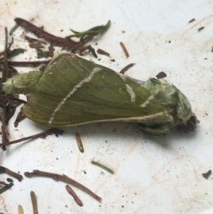 Aenetus ligniveren at Lower Borough, NSW - 13 Jan 2024