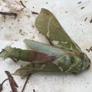 Aenetus ligniveren at Lower Borough, NSW - 13 Jan 2024