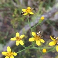 Senecio linearifolius (Fireweed Groundsel, Fireweed) at Lower Borough, NSW - 13 Jan 2024 by mcleana