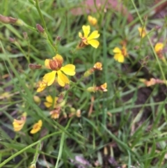 Goodenia bellidifolia subsp. bellidifolia (Daisy Goodenia) at Lower Borough, NSW - 14 Jan 2024 by mcleana