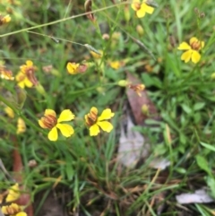 Goodenia bellidifolia subsp. bellidifolia at Lower Borough, NSW - 14 Jan 2024