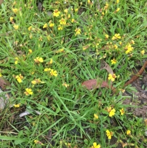 Goodenia bellidifolia subsp. bellidifolia at Lower Borough, NSW - 14 Jan 2024