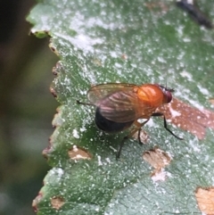 Rhagadolyra magnicornis (Lauxaniid fly) at Lower Borough, NSW - 14 Jan 2024 by mcleana