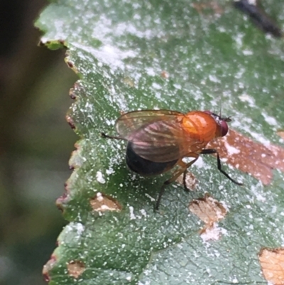 Rhagadolyra magnicornis (Lauxaniid fly) at Lower Borough, NSW - 14 Jan 2024 by mcleana