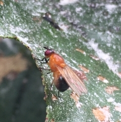 Rhagadolyra magnicornis at Lower Borough, NSW - 14 Jan 2024