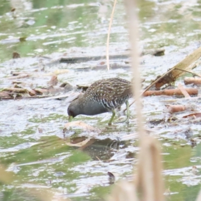 Porzana fluminea (Australian Spotted Crake) at Jerrabomberra Wetlands - 14 Jan 2024 by BenW