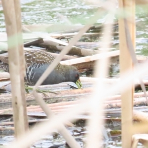 Porzana fluminea at Jerrabomberra Wetlands - 14 Jan 2024